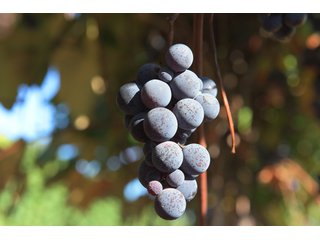 Grapes on farmland in Van Buren County, Michigan - LAND AUCTION - 300+/- ACRES SPECIALTY CROP - GRAPES AND HOPS - OFFERED IN 8 TRACTS IN VAN BUREN COUNTY, MICHIGAN